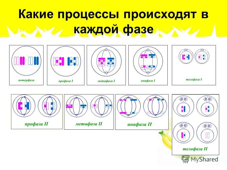 Мейоз диплоидной клетки. Какое число хромосом получает каждая дочерняя клетка. Какое число хромосом получает каждая дочерняя клетка. Митоз и мейоз таблица набор хромосом. Какое число хромосом получает каждая дочерняя клетка.