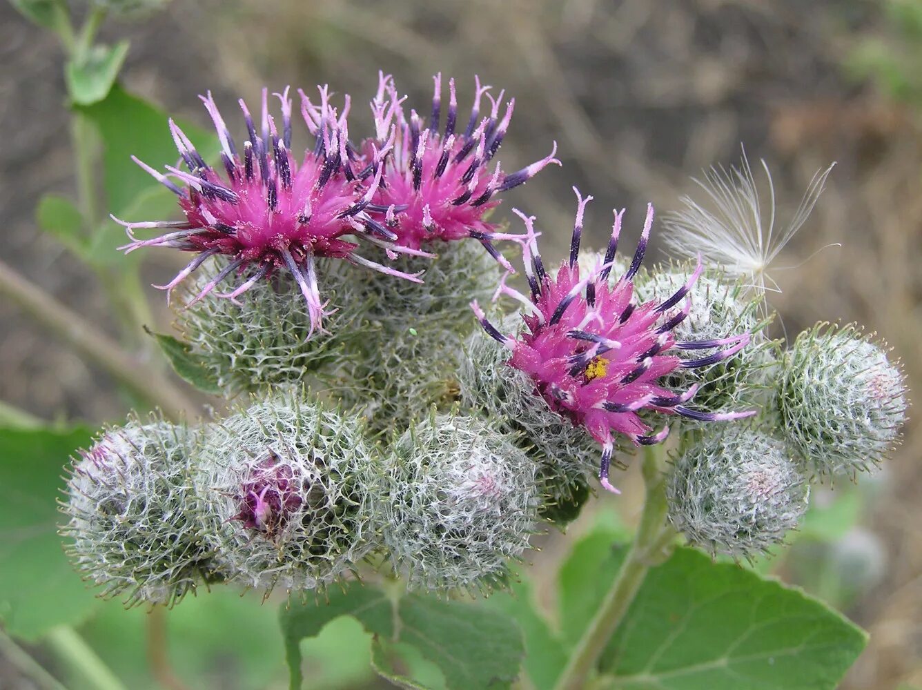 Лопух большой репейник. Arctium tomentosum. Чертополох паутинистый. Dulavratotu. Лопух хорошие качества