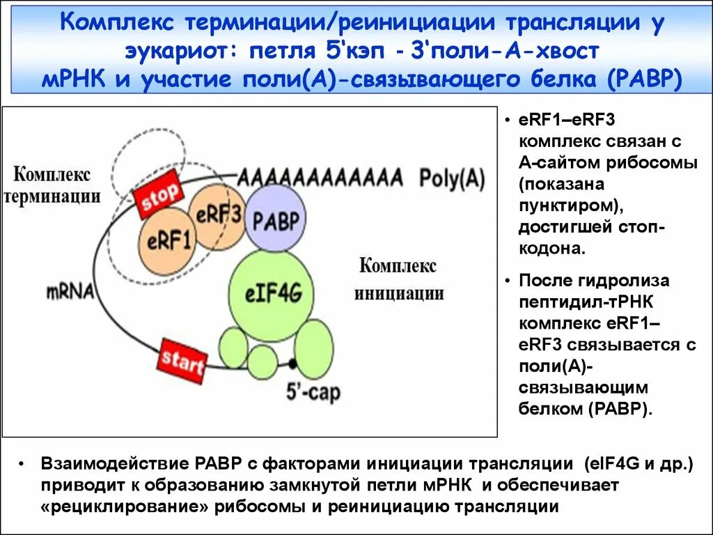 Инициация трансляции у эукариот. Терминация трансляции у эукариот. факторы терминации трансляции у эукариот. факторы инициации трансляции у эукариот.