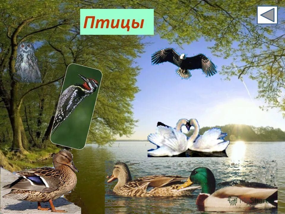 плакат животные для детей. звери птицы рыбы на букву. животное и птицы на букву и. птицы на букву а. звери птицы рыбы на букву.