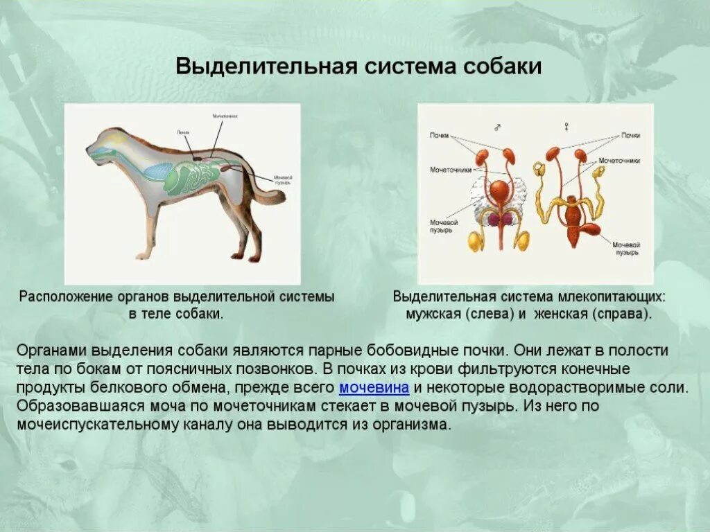 Выделение в организме животных