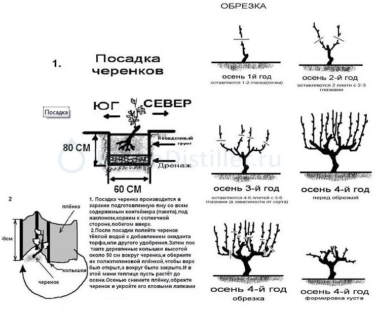 Выращивание винограда в средней. Как правильно посадить виноград весной саженцами. Посадка саженцев винограда весной в грунт. Схема посадки винограда осенью саженцами. Посадка винограда весной саженцами в открытый грунт.