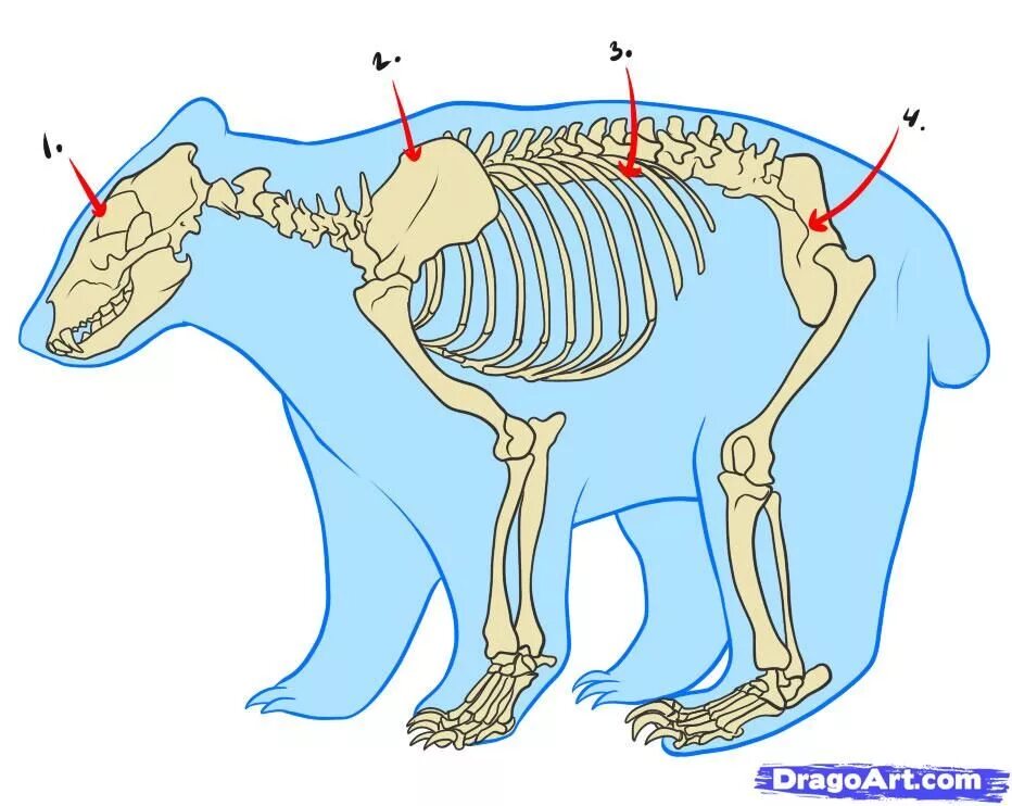 Особенности внутреннего строения медведя. Кровеносная система белого медведя. Скелет медведя строение. Строение медведя анатомия. Скелет бурого медведя.