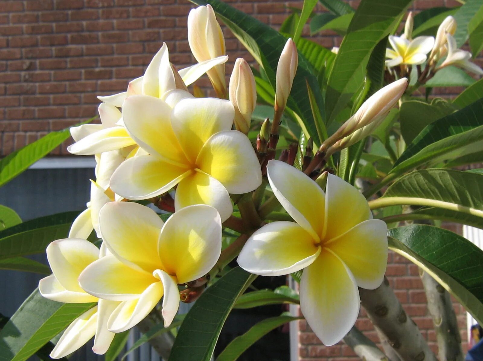 Плюмерия франжипани. Плюмерия франжипани манго. Жасмин плюмерия. Франжипани цветок фото. Камелия плюмерия.