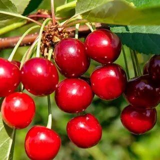 Вишня любская описание сорта отзывы