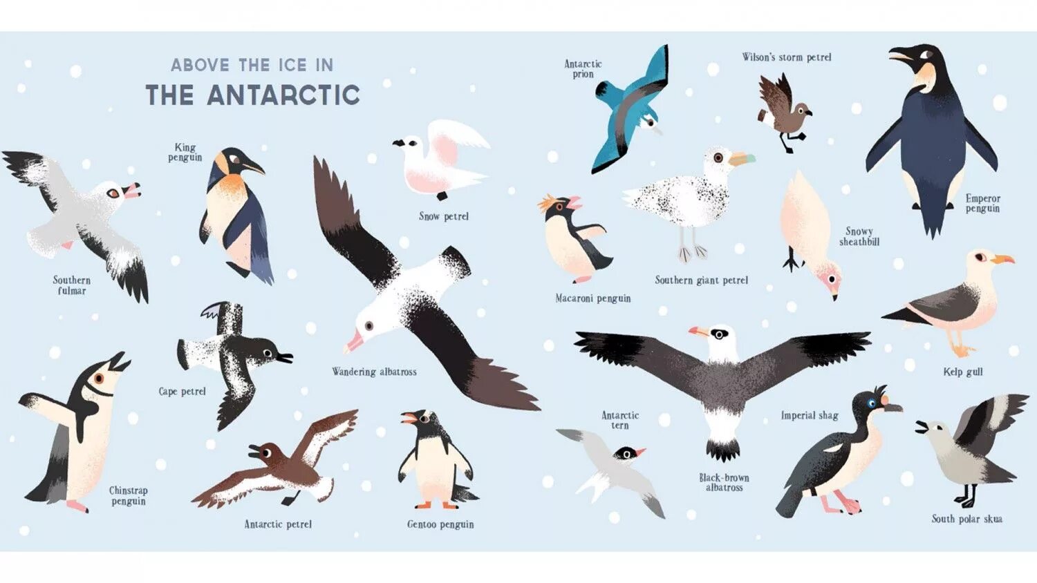 Птицы живущие в антарктиде. Обитатели Антарктиды для детей. Птицы Антарктиды список. Животные Антарктиды названия. Птицы Арктики и Антарктики для детей.