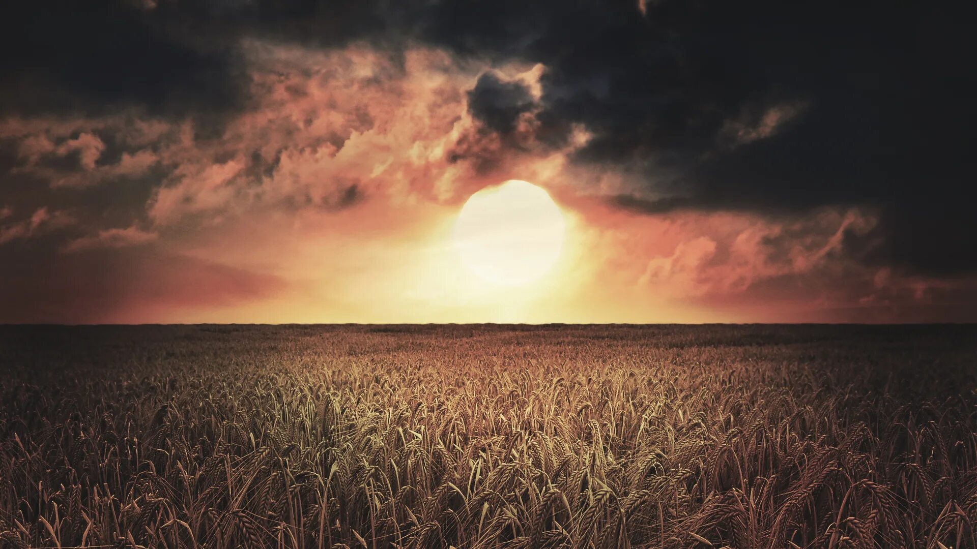 Солнце еще облаков не задело трава. Закат в поле. Пшеничное поле вечером. Поле и небо. Пшеничное поле на закате.