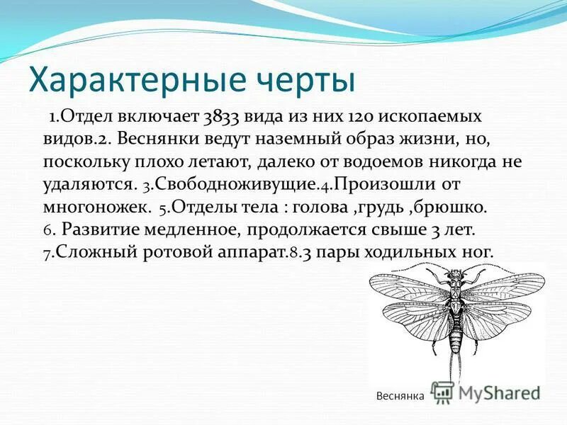 Веснянки презентация. Веснянки образ жизни. Отряд веснянки представители. Веснянки насекомые представители. Виды веснянок.