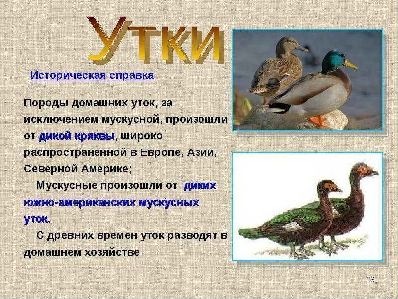 Утиный какое прилагательное
