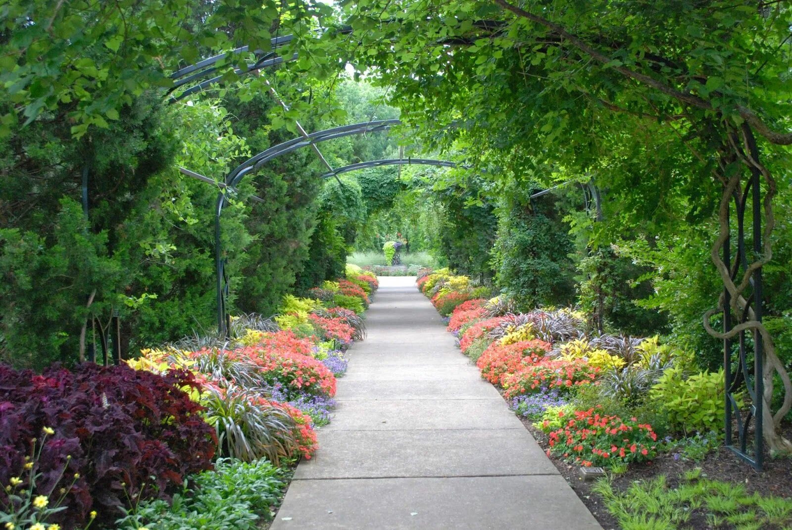 Alley along pink flowering trees free image download
