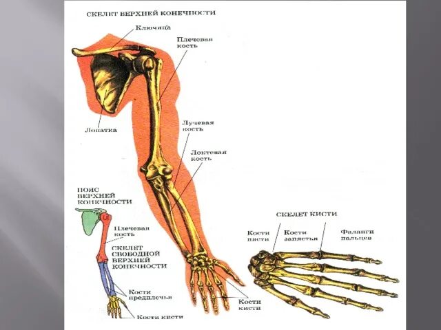 Суставы верхней конечности анатомия. Суставы верхней конечности анатомия рисунок. Соединение свободной верхней конечности. Кости и соединения верхней конечности.