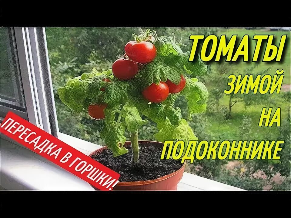 Томаты на зиму посадить. Томаты в горшке на подоконнике. горшечные томаты зимой. помидоры на подоконнике зимой. горшечные помидоры сорта.