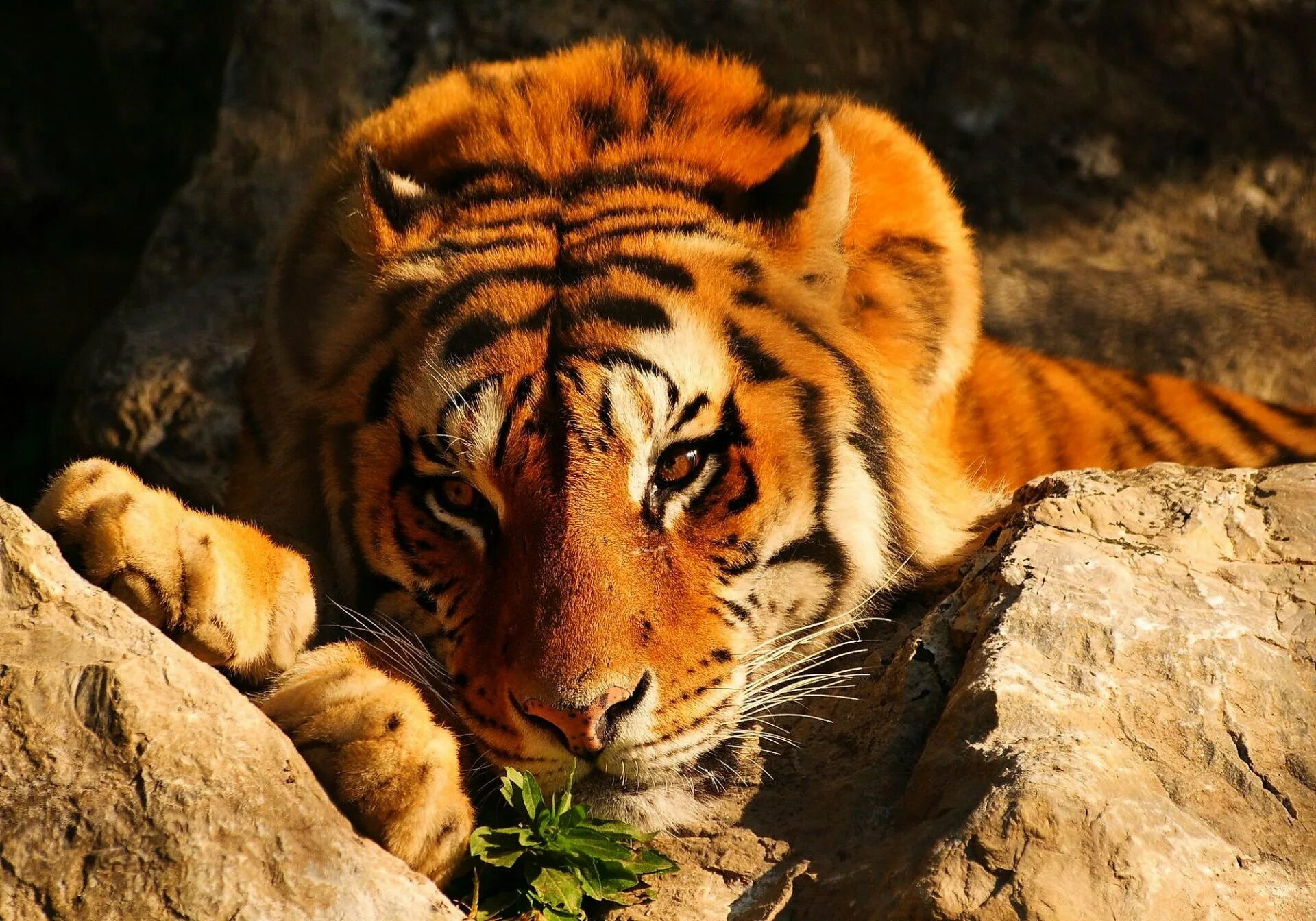 Красивая заставка тигр. Тигр. Картинки на рабочий стол животные. Фото тигра. Тигр картинки.