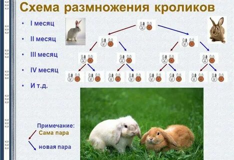 Как правильно крольчиха