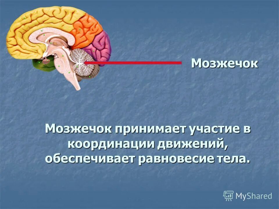 Какой отдел головного мозга обеспечивает координацию движения. Какой отдел головного мозга обеспечивает координацию движения