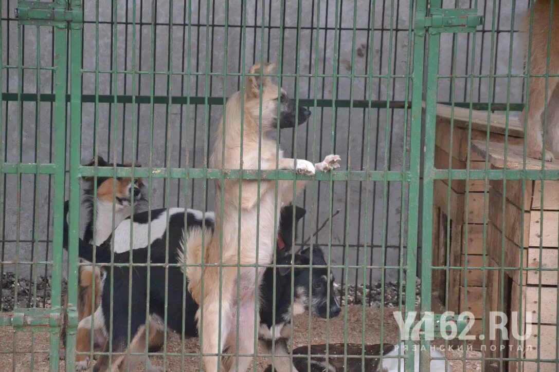 Питомник собак видео. Приют Рязани собачий приют. Приют для собак Рязань. Рязанский приют для бездомных животных. Рязанский приют для собак.