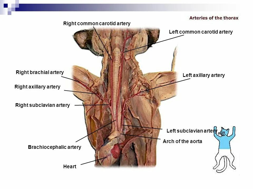 Сонная артерия у поросенка. Где находится Сонная артерия у кота.