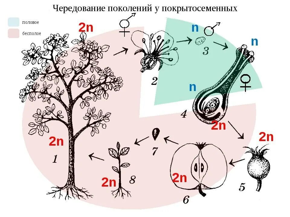 Число хромосом в гаметофите
