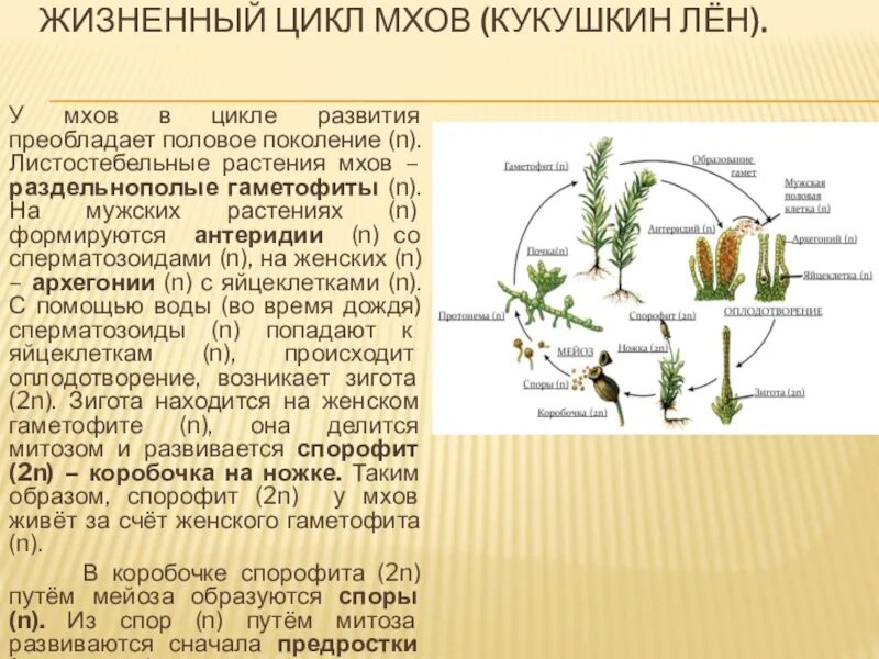 Архегоний мха. Цикл Кукушкина льна. Цикл развития зеленого мха. Жизненный цикл сфагнума схема.