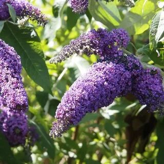 Как выглядит буддлея