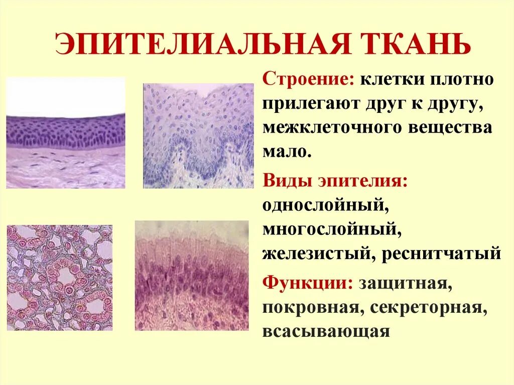 Эпителиальная ткань. Функции эпителиальной ткани человека. Где находится эпителиальная ткань. Эпителиальная ткань гистология ppt. Какую функцию выполняет эпителиальная