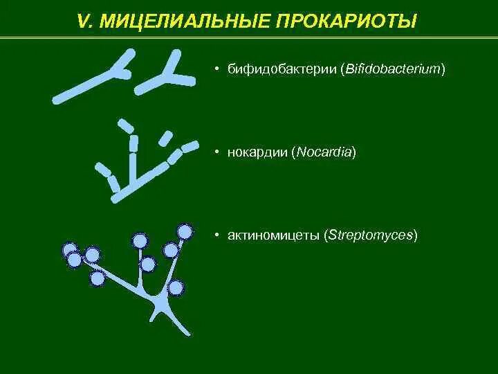 Споры прокариот. Морфология прокариот. Актиномицеты прокариоты. Актиномицеты микробиология. Актиномицеты аэробы.