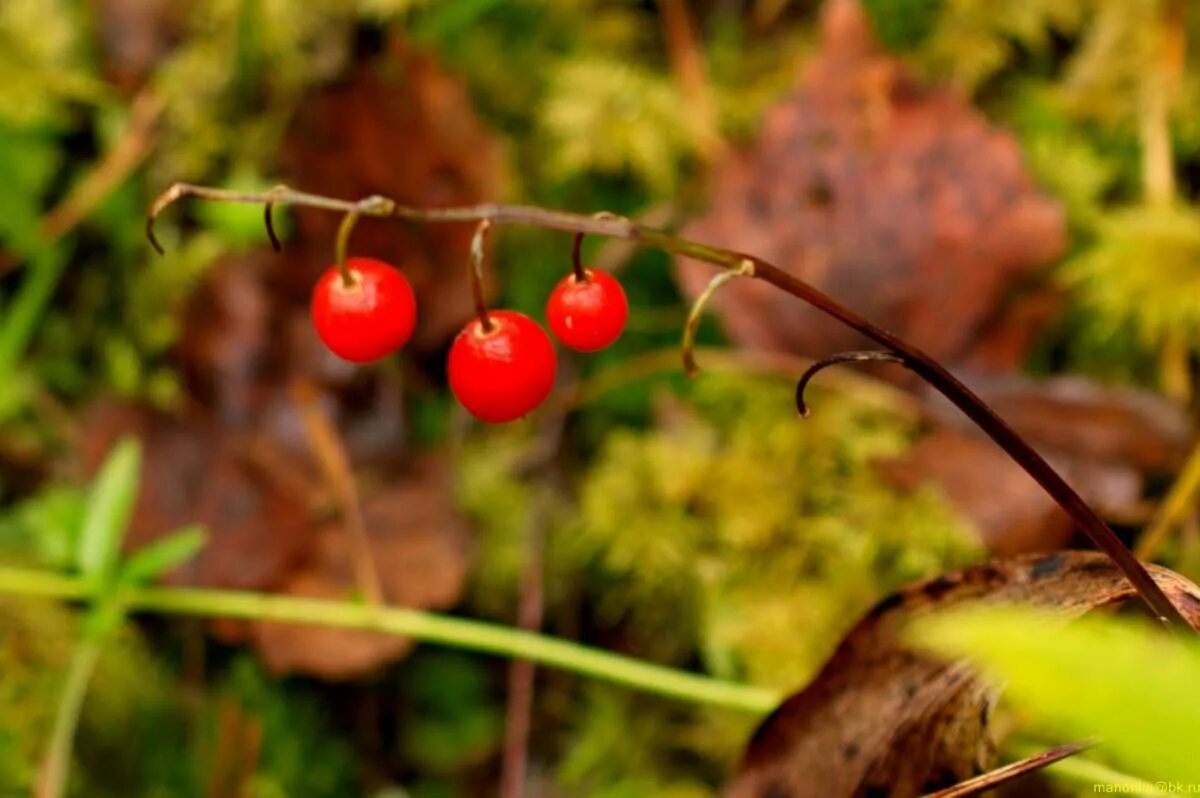piibelehed sügisel in 2025 Lily of the valley, Lily flower, Most beautiful flowe