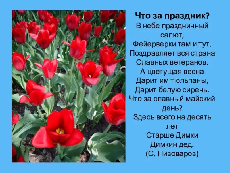 Над могилой в тихом парке расцвели тюльпаны. В тихом парке расцвели тюльпаны ярко. Стихи про тюльпаны. Стихи про тюльпаны короткие и красивые.