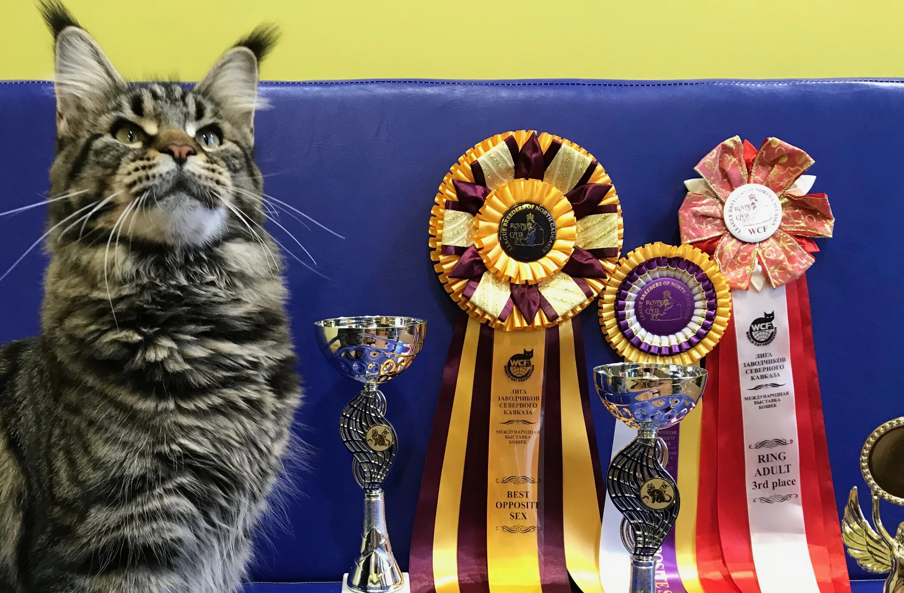 Награды кошек на выставке. Награды для кошек. Выставка кошек. Победитель выставки кошек. Award для кошек купить