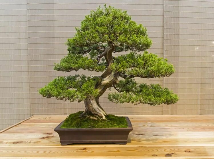 Бонсай из каких деревьев. Бонсай можжевельник. bonsai juniper tree. маленькое японское дерево. бонсай из можжевельника.
