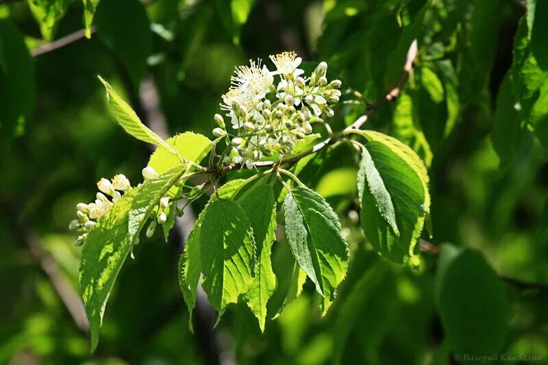 черемуха маака фото. черемуха маака родина. черёмуха маака. черемуха маака цветение. черемуха маака цветы.