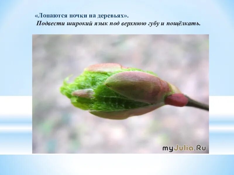 На обеих деревьях лопнули почки. Почки на деревьях. почки на деревьях весной. лопнули почки на деревьях. почки на деревьях презентация.