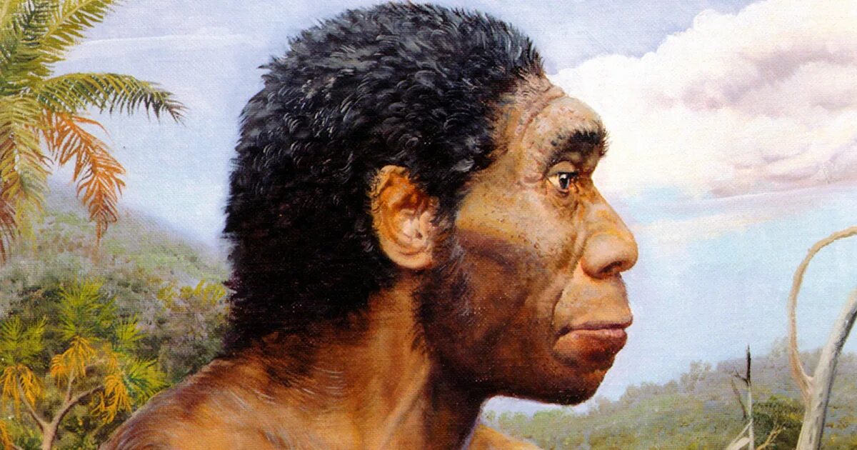 Архантропы (homo Erectus). Человек прямоходящий homo Erectus. Человек прямоходящий Африки homo Erectus. Homo Erectus (человек прямоходящий), или питекантроп (1,6 млн лет до н.э.).. Вид человек прямоходящий
