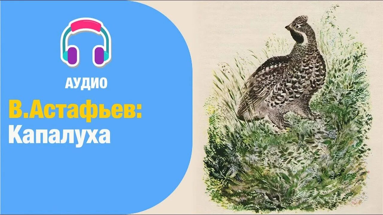 Иллюстрации к произведению Капалуха Астафьева. Иллюстрация Капалуха 3.