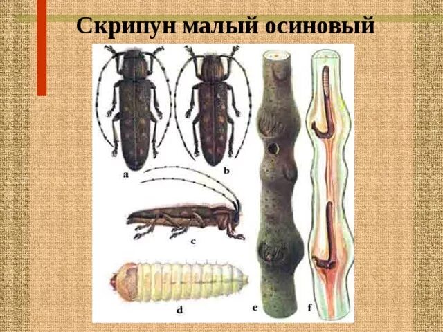 Какие отношения между осиной и усачем