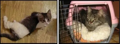 Вывих у кота