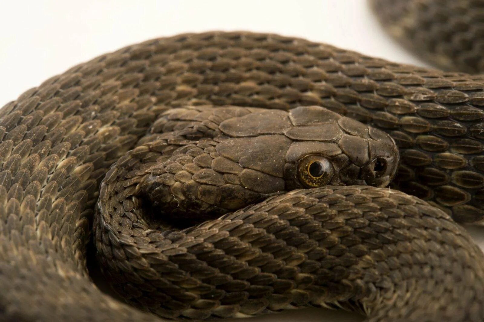 Змея содержание. Водяной уж (natrix tessellata). водяной уж черная морфа. водяной уж морфы. уж змея в дагестане.