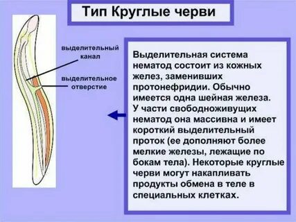 У круглых червей сердце