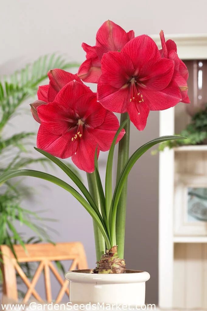 Гиппеаструмы интернет магазине. Гиппеаструм амариллис. Гиппеаструм амариллис. Амариллис (гиппеаструм) харизма. Гиппеаструм амариллис.