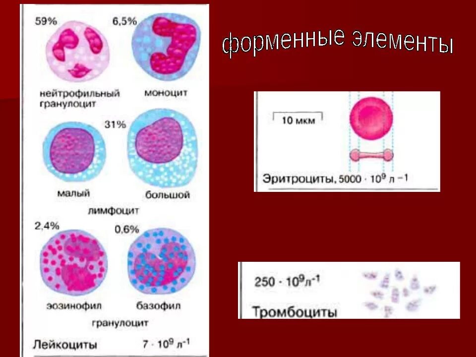 Ыорменные элементы периферичес4оц крлви. Форменные элементы. Форменные элементы крови птицы. Форменные клетки периферической крови.