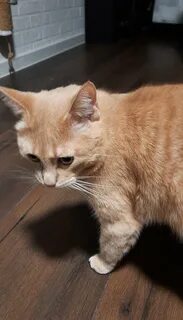 Скизи мазанкин дзен