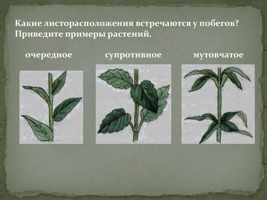 Внешнее строение листа листорасположение тест. Супротивное жилкование. побег примулы листорасположение. яснотка белая тип жилкования листа. яснотка белая листорасположение.