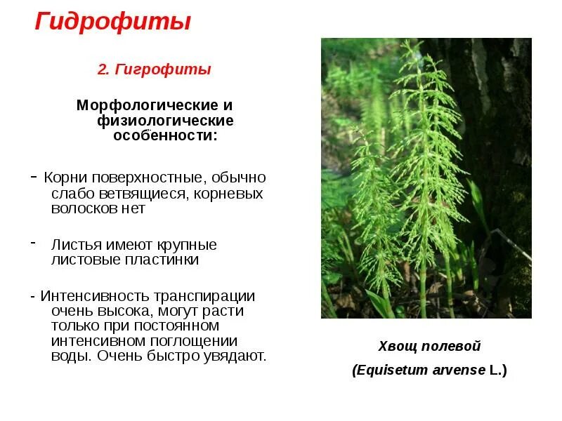 Гидатофит элодея