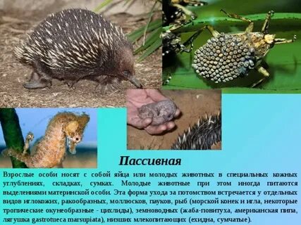 Пассивный путь