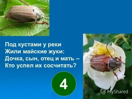 Тут прилетел большой