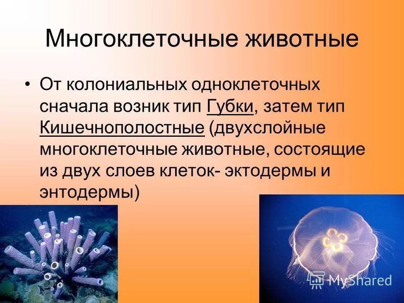 4 типа многоклеточных