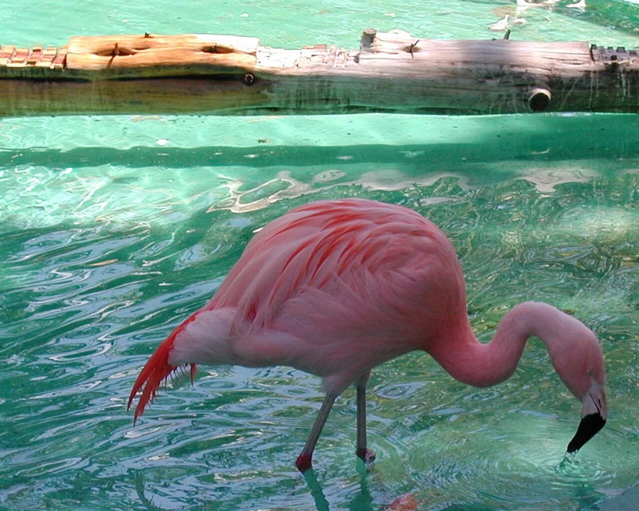 Фламинго в Бургасе. Фламинго Пхукет Эстетика. Розовый Фламинго. Розовые животные.