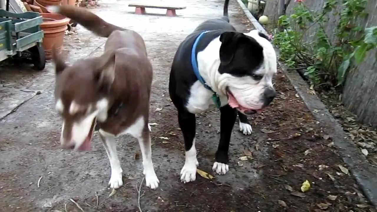 Американский бульдог и хаски. Артемон сражается с бульдогами раскраска. Хаски и бульдог. Смесь мопса и хаски. Метис хаски и французского бульдога.
