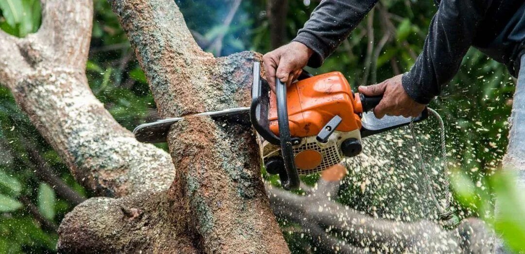 Cut down plant. Валка деревьев в городе. Садовник обрезает деревья. Обрезка зеленых насаждений. Валка деревьев в особо опасных условиях.