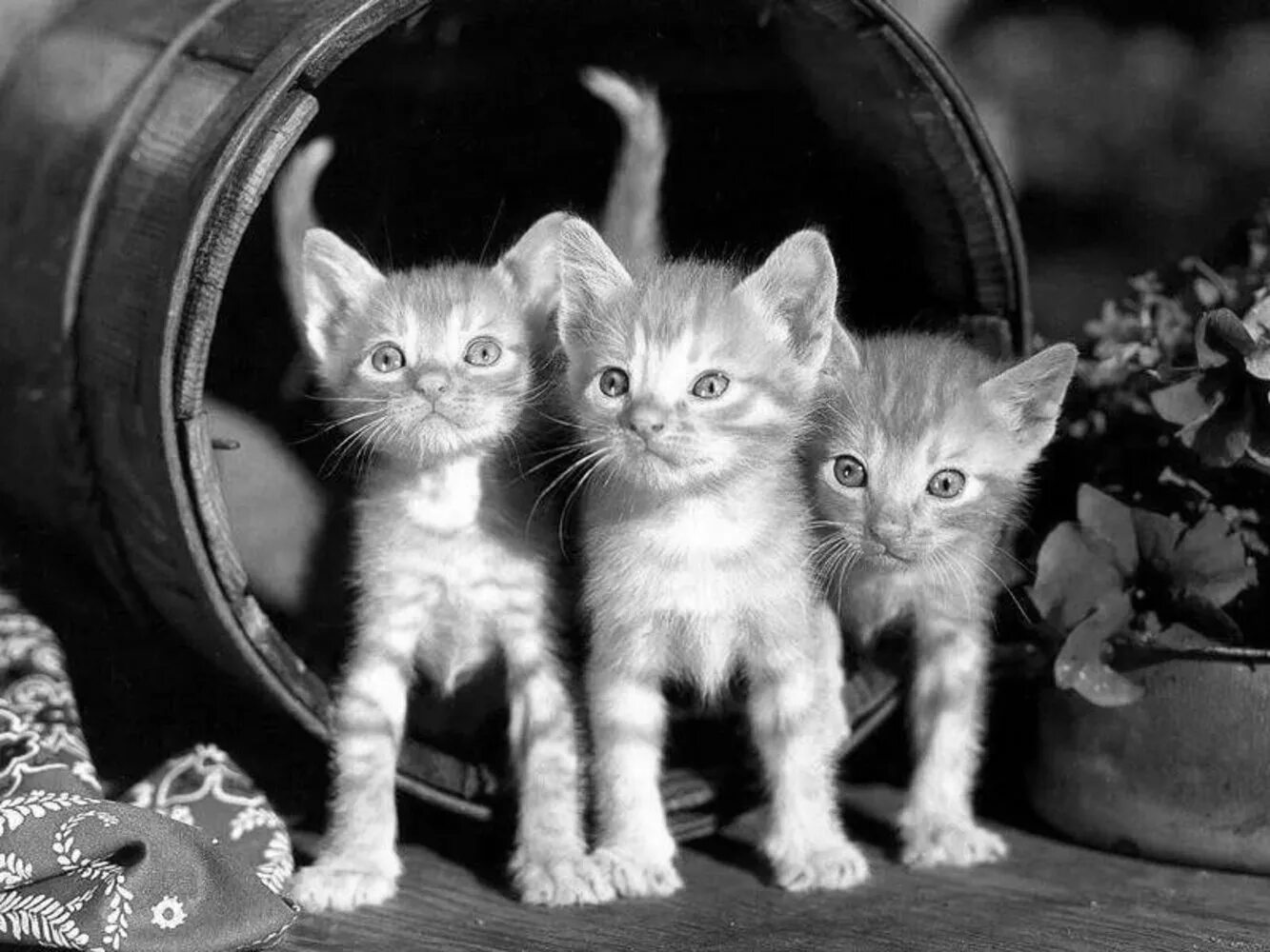 Нет 3 кошки. Три котенка. Три кошечки. Три маленькие котята. Котята разных цветов.